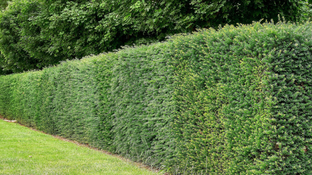 108295-1cb7-1050×0-sc1x78_zywoplot-z-cisa-we-wrzesniu