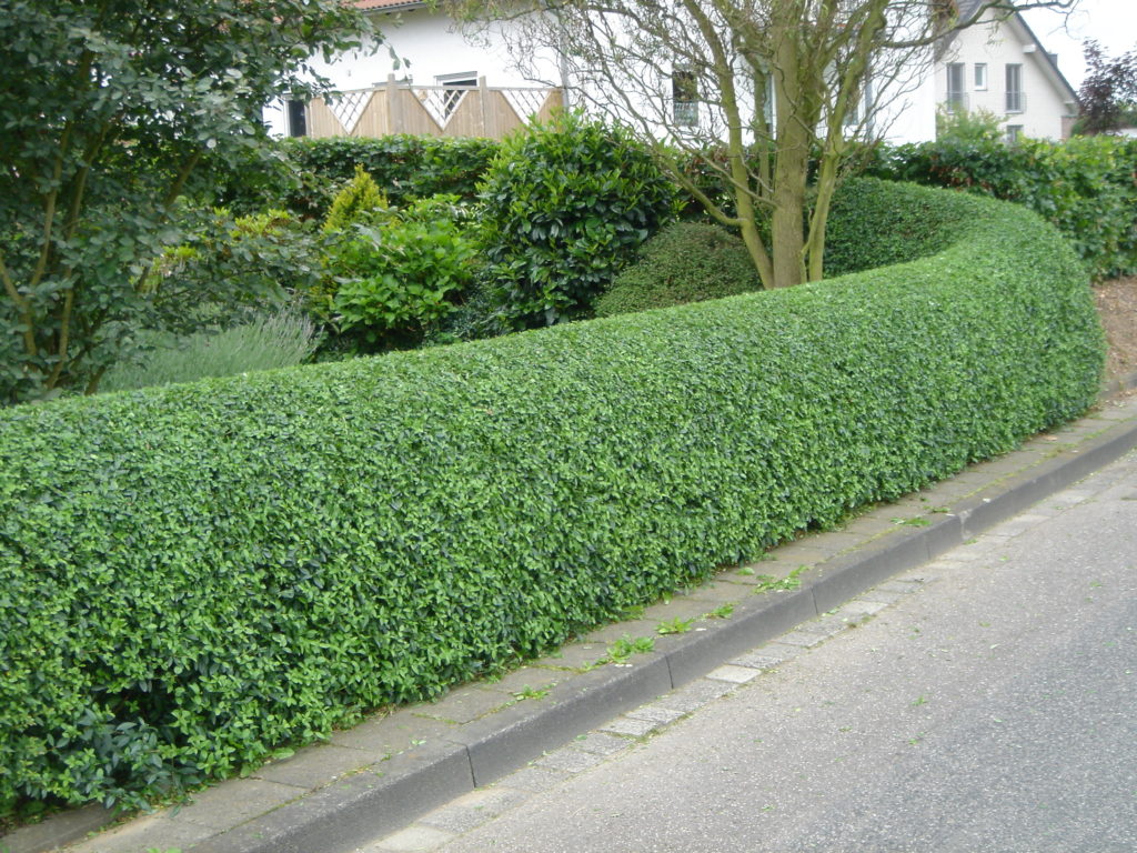 ligustr-glowna-1024×768